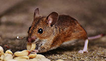attic-and-crawl-space-pest-treatment Experts in Audubon Park